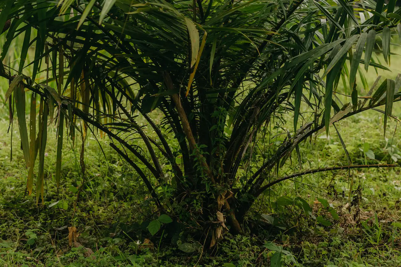 A young oil palm tree growing in a cleared, grassy plantation